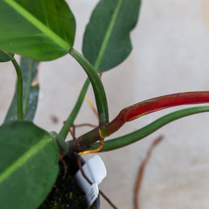 Philodendron bicolor plantlovers