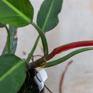 philodendron bicolor Philodendron Bicolor