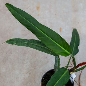 bicolor philodendron Philodendron Bicolor