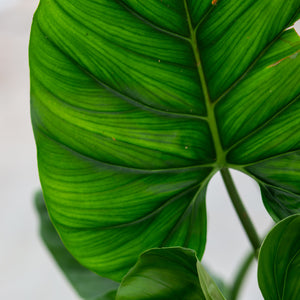 Philodendron giganteum Prächtige Pflanze mit riesigen, länglichen
