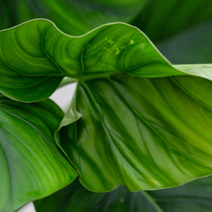 Philodendron Giganteum plantlovers