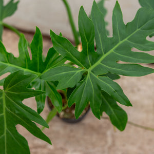 Philodendron Mayoi plantlovers