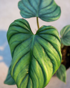 philodendron columbia care Philodendron 'Colombia' | Easy Care Trailing Plant