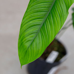 philodendron sharoniae mosquera Philodendron Sharoniae "Mosquera"