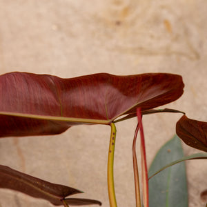 philodendron atabapoense uk Buy your Philodendron Abatapoense straight f'rom our greenhouse – Plantlovers
