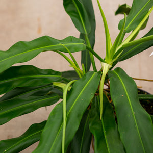 Philodendron Bannoniae plantlovers