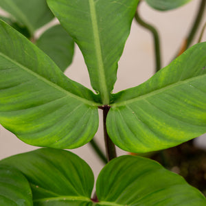 Philodendron Barrosoanum CF plantlovers