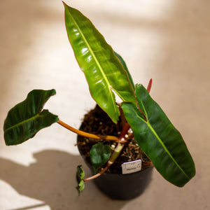 philodendron billietiae uk Philodendron Billietiae – Exotic Tropical Plant – Available in 12 cm Pot – Plantlovers
