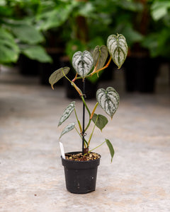 best temperature for philodendron Philodendron Bandtianum – Exotic Tropical Plant – Available in 12 cm Pot – Plantlovers
