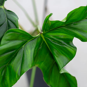 Philodendron delinksii plantlovers