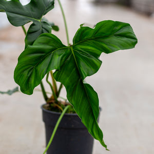 Philodendron delinksii plantlovers