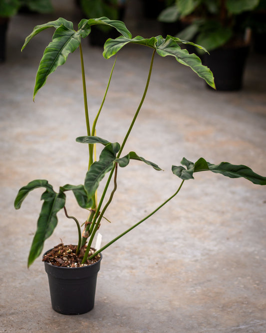 philodendron delinksii
