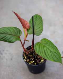Philodendron ernestii red