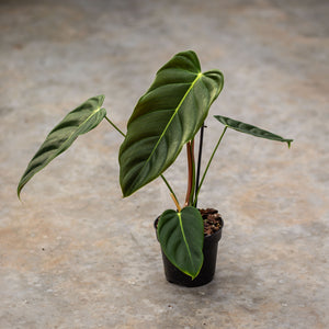 Philodendron esmeraldense