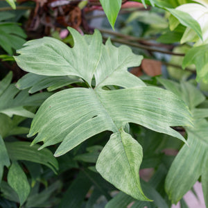 Philodendron Florida Ghost plantlovers