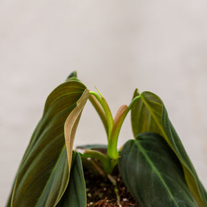 philodendron gigas kaufen Philodendron Giganteum
