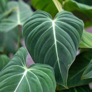 philodendron gloriosum x melanochrysum Shop Philodendron Glorious - Potsize 12
