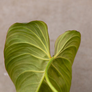 philodendron glorious mature Shop Philodendron Glorious - Potsize 12