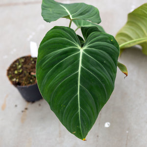 philodendron glorious hybrid Shop Philodendron Glorious - Potsize 12