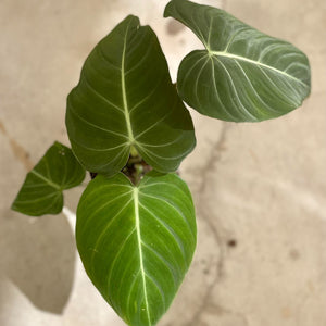 philodendron gloriosum x melanochrysum Shop Philodendron Glorious - Potsize 12