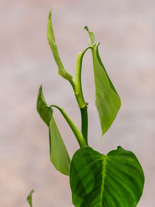 philodendron hibrido angel