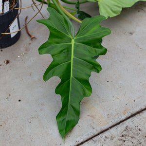 Philodendron lacerum plantlovers