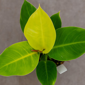 Philodendron lemon lime moonlight plantlovers