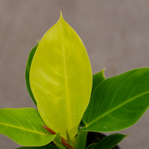 lemon lime philodendron price Philodendron Lemon/lime – Plantlovers