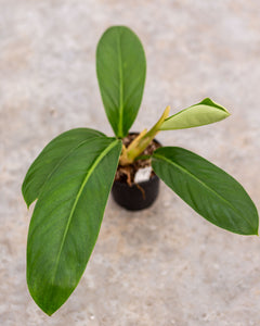 Philodendron Longipetiolatum