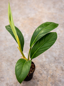 Philodendron longipetiolatum
