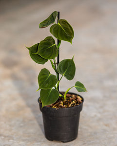 philodendron online Buy Philodendron Lupinum Plants Online