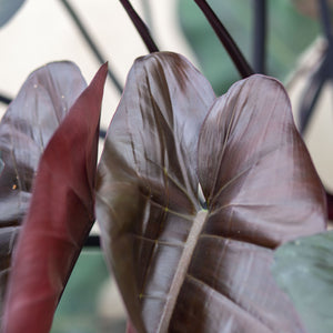 philodendron dark majesty Philodendron Majesty – Plantlovers