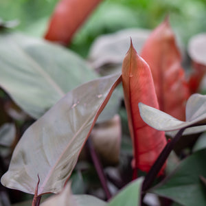 majesty philodendron Philodendron Majesty – Plantlovers