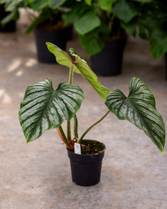 achat philodendron Buy Philodendron Mamei Plants Online