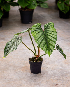philodendron online Buy Philodendron Mamei Plants Online
