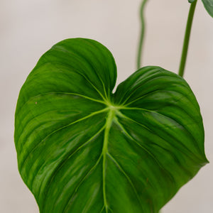 philodendron mcdowell vs pastazanum Philodendron Pastazanum – Elegant Tropical Plant with Silvery Veins – Plantlovers