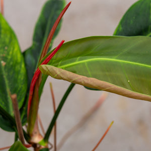 philodendron patriciae x ruizii Philodendron Patriciae x Ruizii