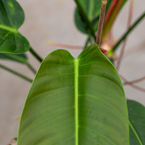 Philodendron patriciae ruizii plantlovers