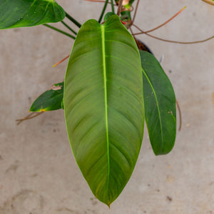 patricia philodendron Philodendron Patriciae x Ruizii