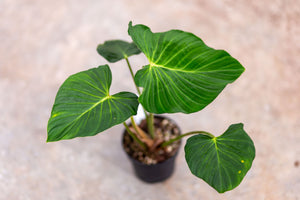 philodendron pseudoverrrucosum