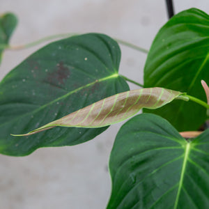Philodendron quelelii plantlovers