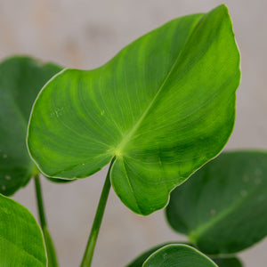 philodendron rugosum types Philodendron Rugosum – Plantlovers