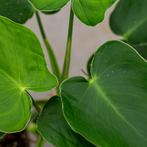 rugosum philodendron Philodendron Rugosum – Plantlovers