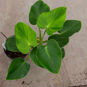 Philodendron Rugosum plantlovers