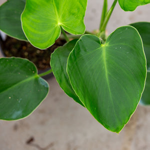 philodendron rugosum types Philodendron Rugosum – Plantlovers