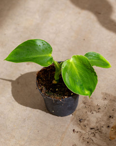 Philodendron Rugosum plantlovers