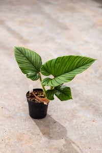 serpens philodendron Discover the Exotic Beauty of Philodendron Serpens with Hairy Petioles – Plantlovers