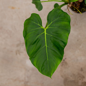 Philodendron sparreorum plantlovers