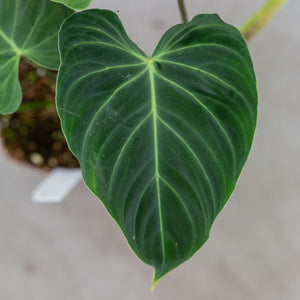 philodendron verrucosum melanochrysum ShShop Philodendron Splendid