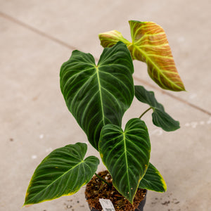 philodendron verrucosum melanochrysum ShShop Philodendron Splendid